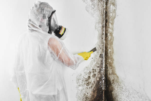 Best Commercial Mold Remediation in Hardwick, GA