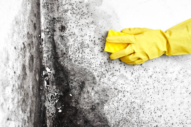 Best Attic Mold Remediation in Hardwick, GA