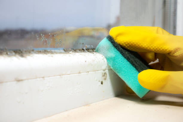Best Industrial Mold Remediation in Hardwick, GA