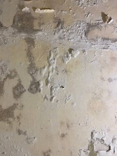 Best Black Mold Remediation in Hardwick, GA
