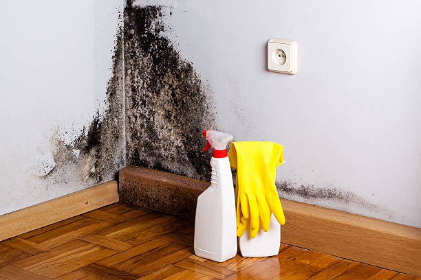 Best HVAC Mold Remediation in Hardwick, GA