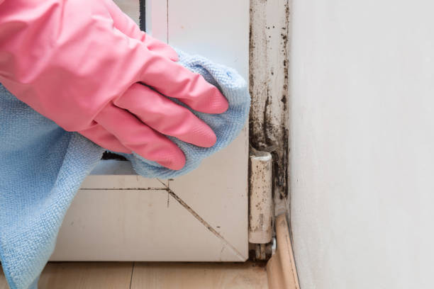 Best Emergency Mold Remediation in Hardwick, GA
